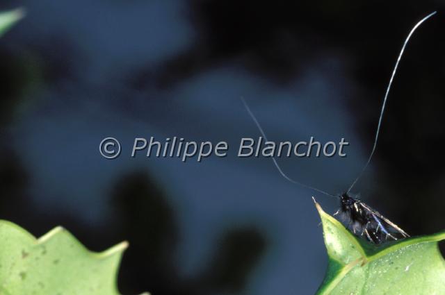 adela reaumurella.JPG - Adela reaumurellaAdèle verdoyanteLepidoptera, AdelidaeFrance